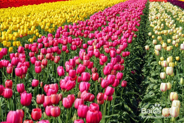 鲜花怎么保存的久一点