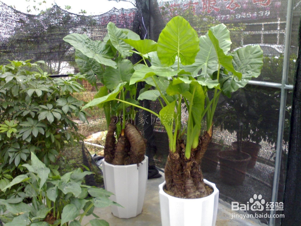 环保 室内环保 哪些植物有利于净化空气