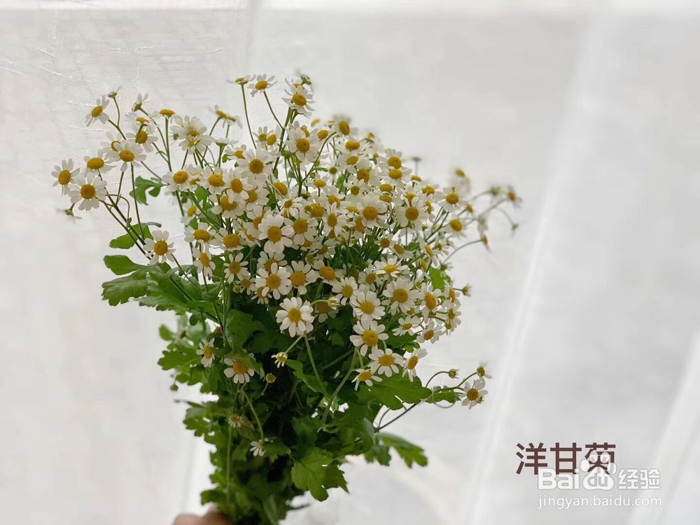 洋甘菊鲜花枝头蔫吧了怎么进行急救处理？
