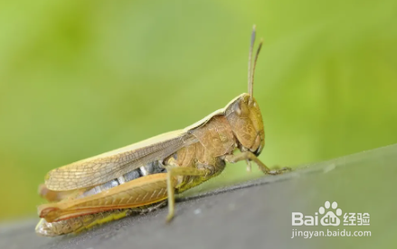 蚂蚱怎么分公母?