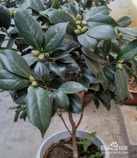 家养茶花注意事项