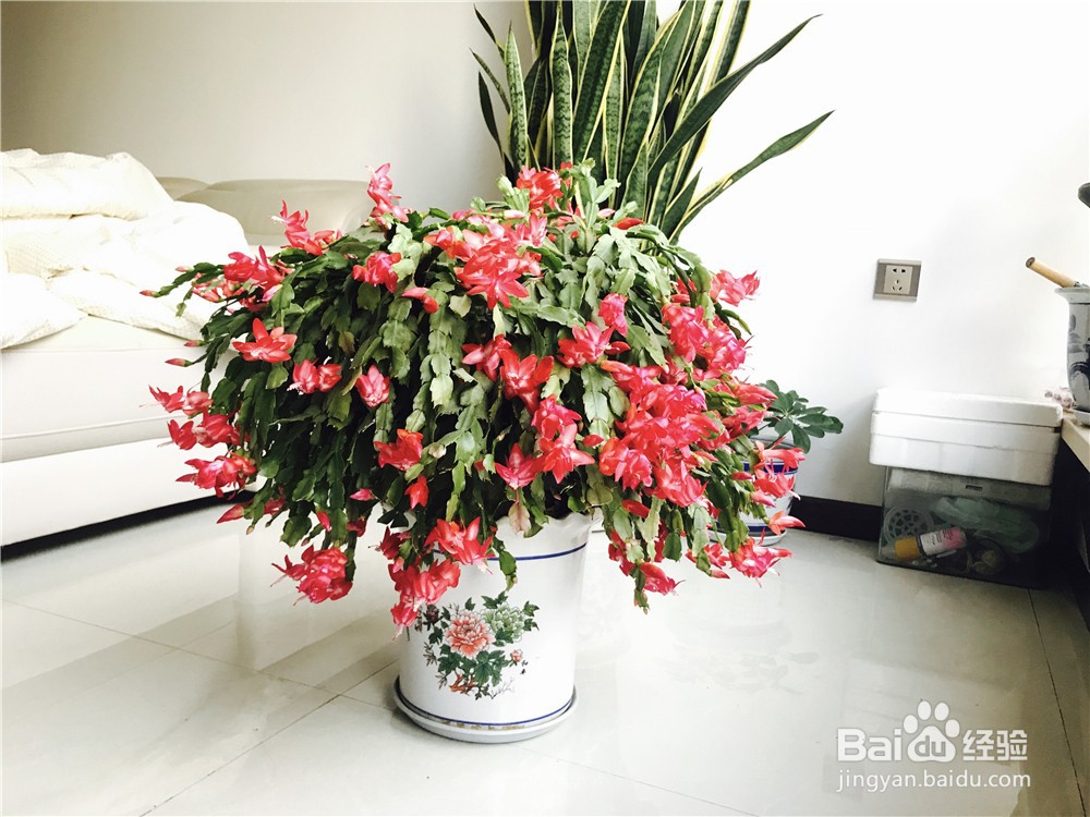 蟹爪兰夏天怎么养