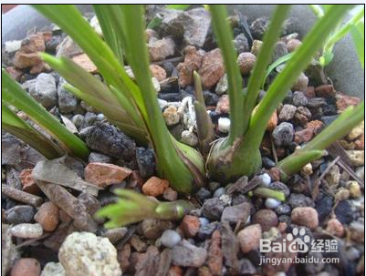 养兰花植料应该具备的基本特点