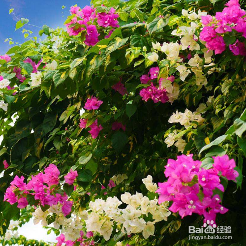 三角梅叶子一碰就掉的原因和解决方法