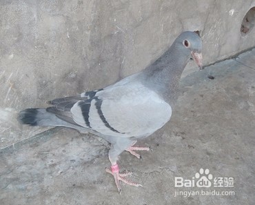 鸽子的脚怎么看年龄
