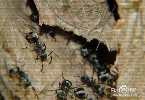 如何找到车上的蚂蚁窝