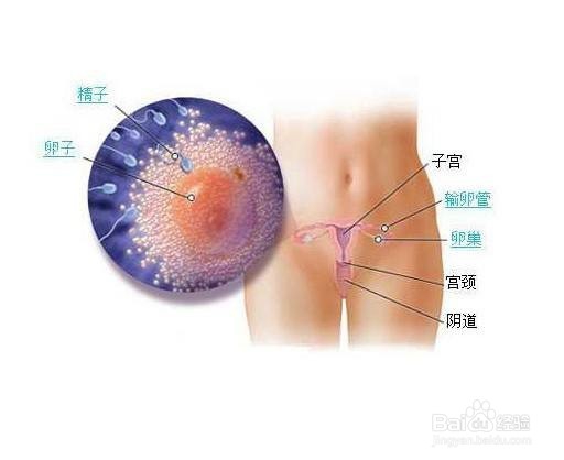 可以加快怀孕的一些方法