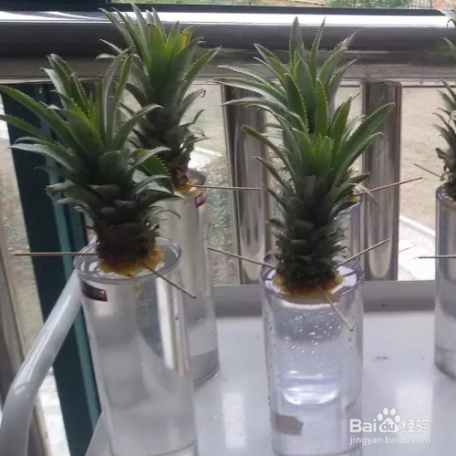 盆栽菠萝冬天怎样防冻