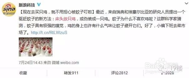 鸡能驱蚊,正被蚊子虐的你，不妨试床头放只鸡