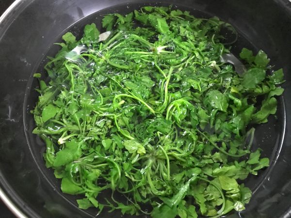 贻贝荠菜豆腐汤