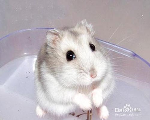 仓鼠有味道怎么办,夏天仓鼠怎么养味道小