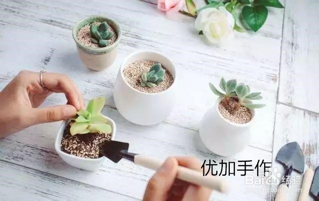 可爱手工,植物微景观DIY教程分享!