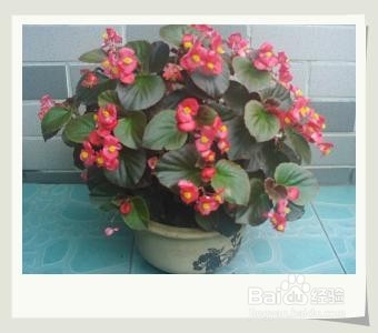 四季海棠家庭养殖注意事项