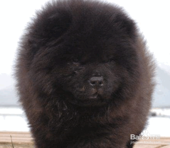 选购松狮犬的8个要点