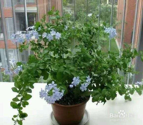 非常适合夏季扦插的花卉，生根快生长旺！