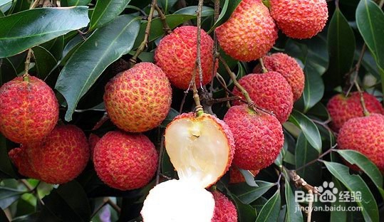 挑选荔枝的要点