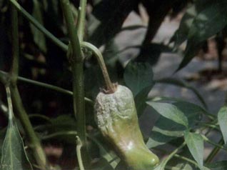 辣椒落花落果的原因,怎样管理?