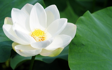 冬季吃火锅不上火不长痘 !这几道菜必须点。