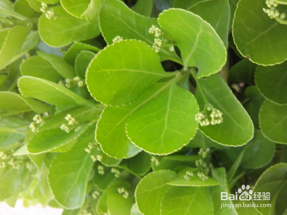 露水怎样在植物的叶子上形成