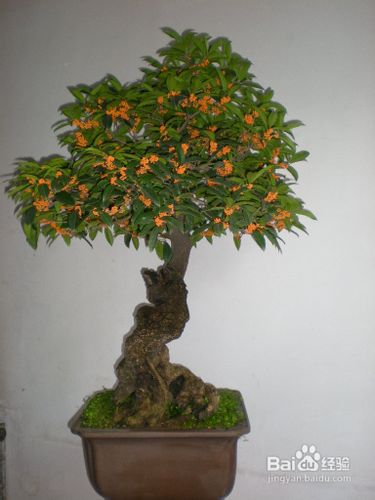 盆栽桂花不开花要采取什么对策