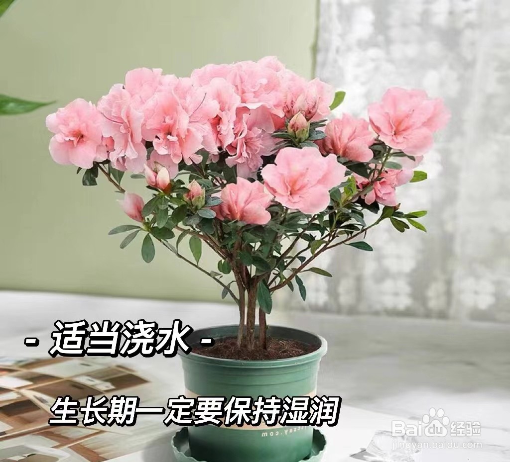夏天杜鹃花怎么养家庭养法