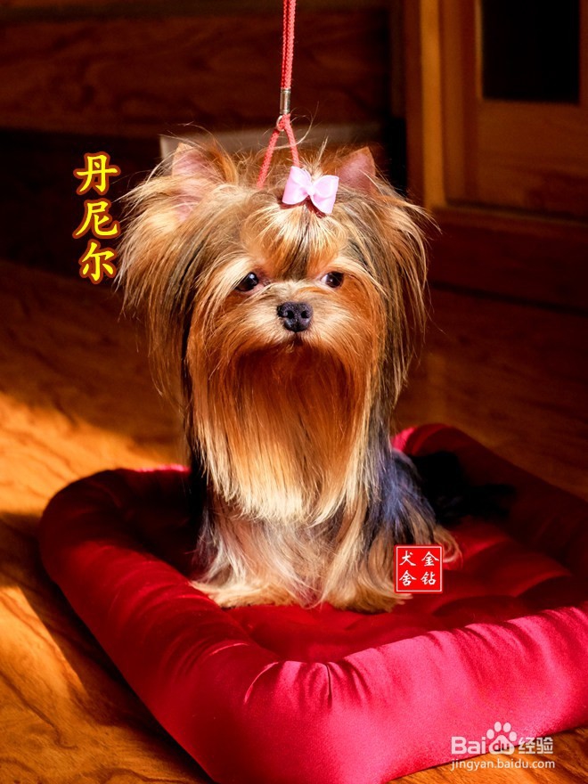 约克夏好养吗？约克夏应该怎么养呢？我来解答！