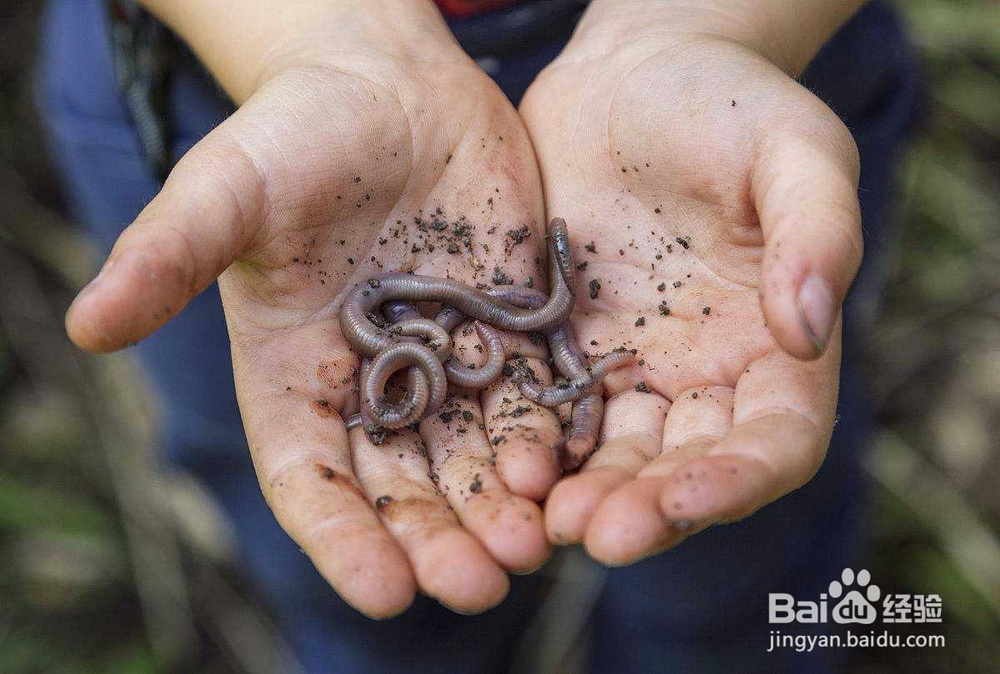 冬季钓鲫鱼要注意什么