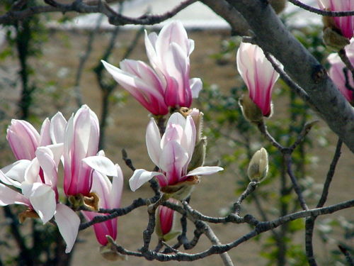 北京探百年玉兰赏花攻略