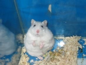 怎样饲养仓鼠---如何选择食盆