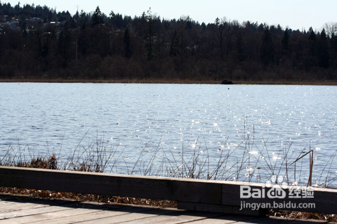 温哥华的如画春天(组图)