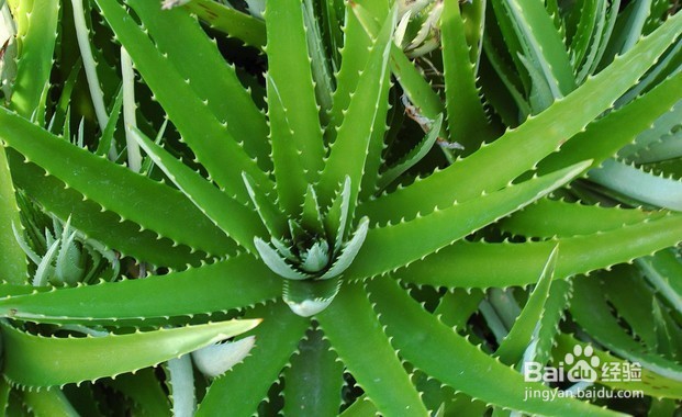 去除青春痘面膜2