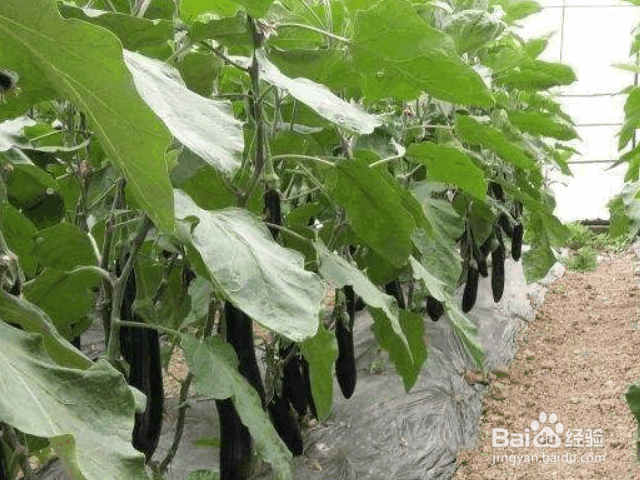 茄子整枝、剪叶、摘叶的方法