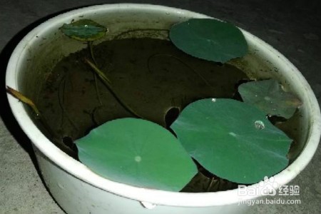 莲子种植时间及方法