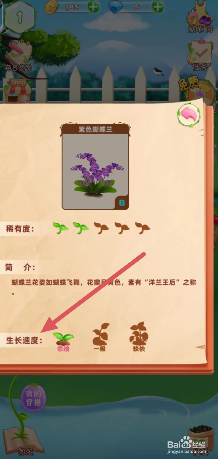 花花姑娘怎么查看紫色蝴蝶兰的生长速度
