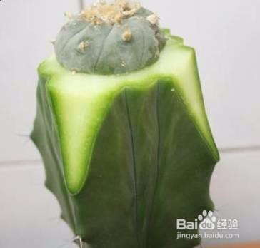 仙人掌嫁接方法