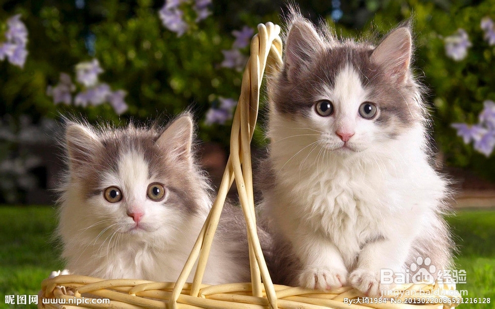 猫粮排行榜上的伟嘉猫粮很不错哦。