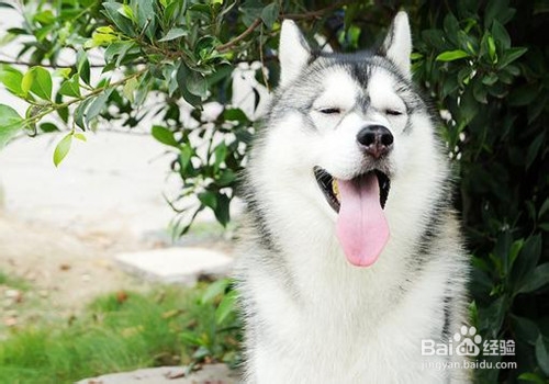 哈士奇吃什么好？