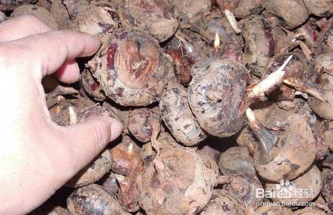 马蹄长期保存的方法