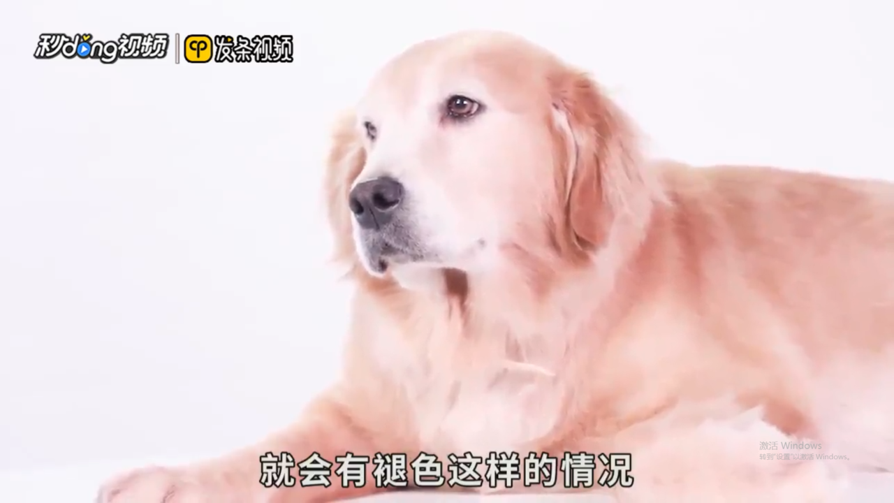 狗狗鼻子褪色是怎么回事