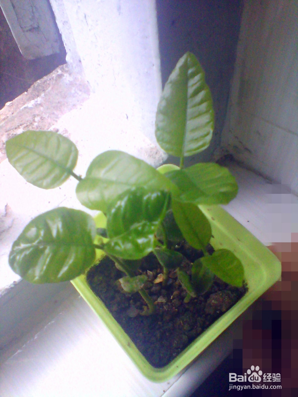 简单种植黄皮果盆栽