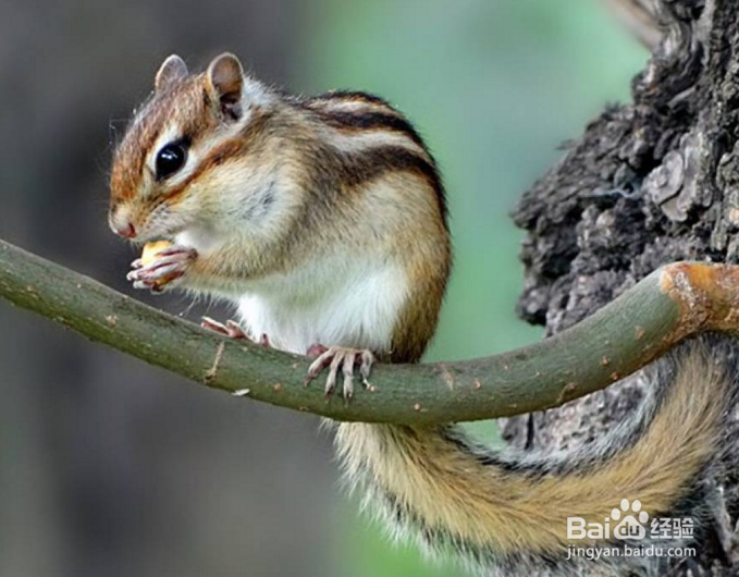 指南金花松鼠饲养