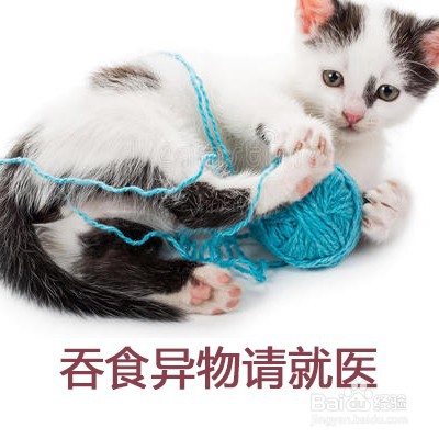 猫咪不怎么吃东西怎么办