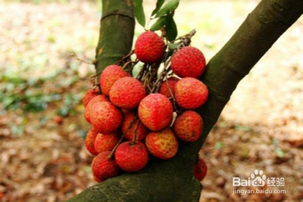 到东莞不容错过的8种特色美食