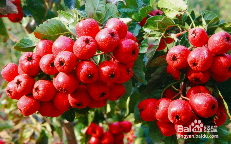 再饿也不能吃的6大食物