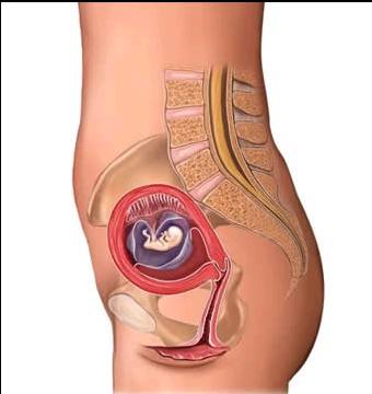 孕妇体内胎儿十月发育全程