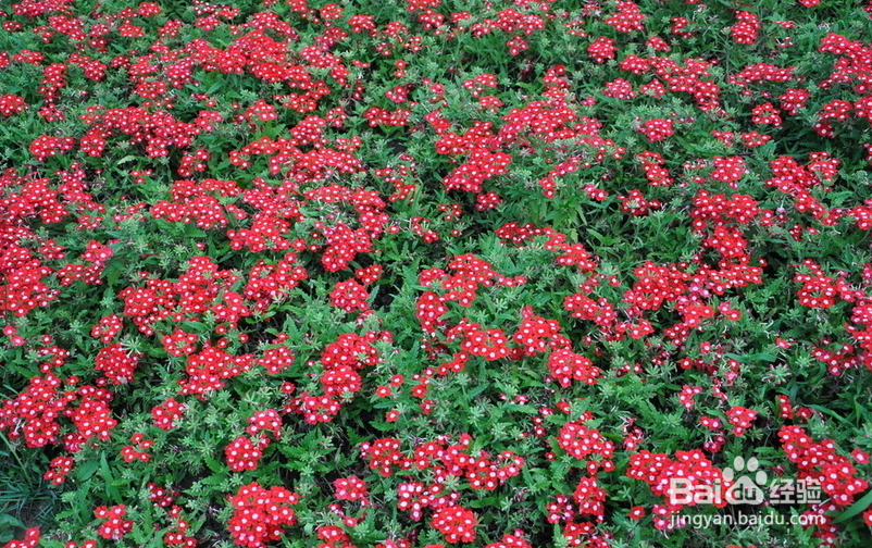 满天星的栽培技术