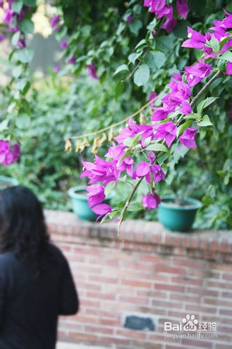吃在广州，白云山下的早茶