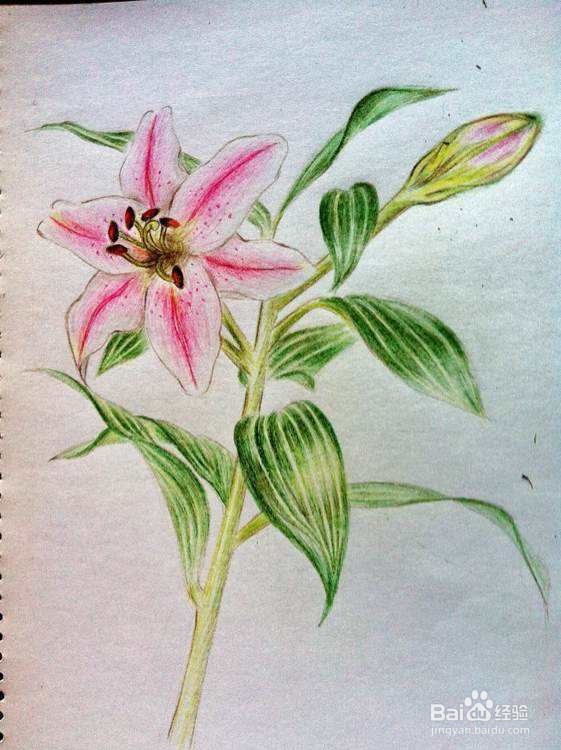 新人学画画,必须知道绘画的几种种类