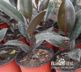 橡皮树怎么养才能更旺盛