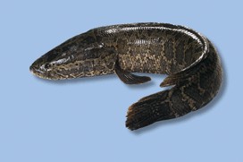 适合宝宝吃的水煮美人鱼